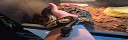 Python Snake reptiles for sale: Royal Python + FULL setup - Advert 1
