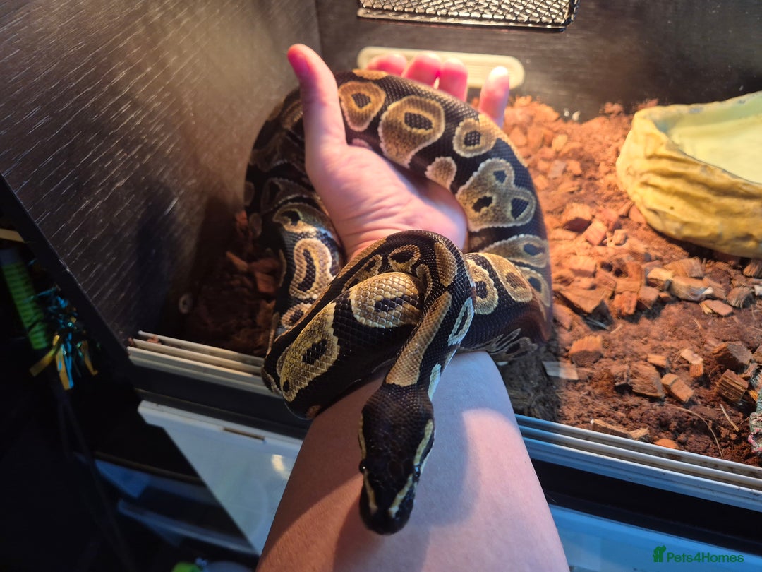 Python Snake reptiles for sale: Royal Python + FULL setup - Advert 1