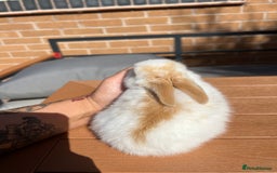 Mini Lop rabbits for sale: Mini Plush Lop Bunnies Looking for Loving Homes - Advert 4