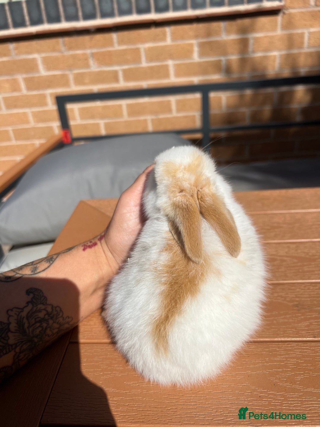 Mini Lop rabbits for sale: Mini Plush Lop Bunnies Looking for Loving Homes - Advert 4