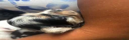 Chihuahua dogs for sale: 3 STUNNING LONGHAIRED MERLE CHIHUAHUAS  - Advert 11