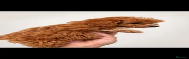 Cockapoo 3