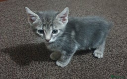Mixed Breed cats for sale: Tabby Kittens For Sale! - Advert 4