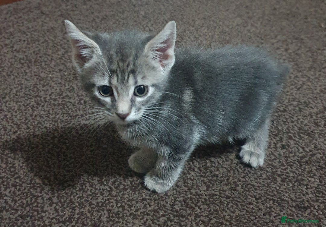 Mixed Breed cats for sale: Tabby Kittens For Sale! - Advert 4