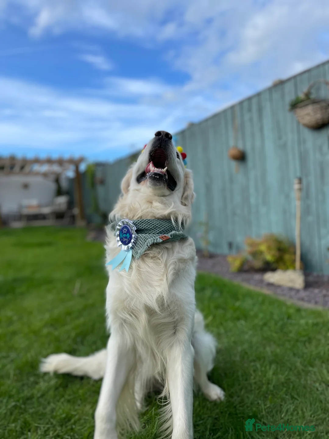 Golden Retriever dogs for stud: Stunning Golden Retriever Stud Dog KC Registered in Beverley - Advert 10