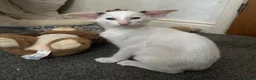 Oriental cats for sale: Bicolour male kitten - Advert 1