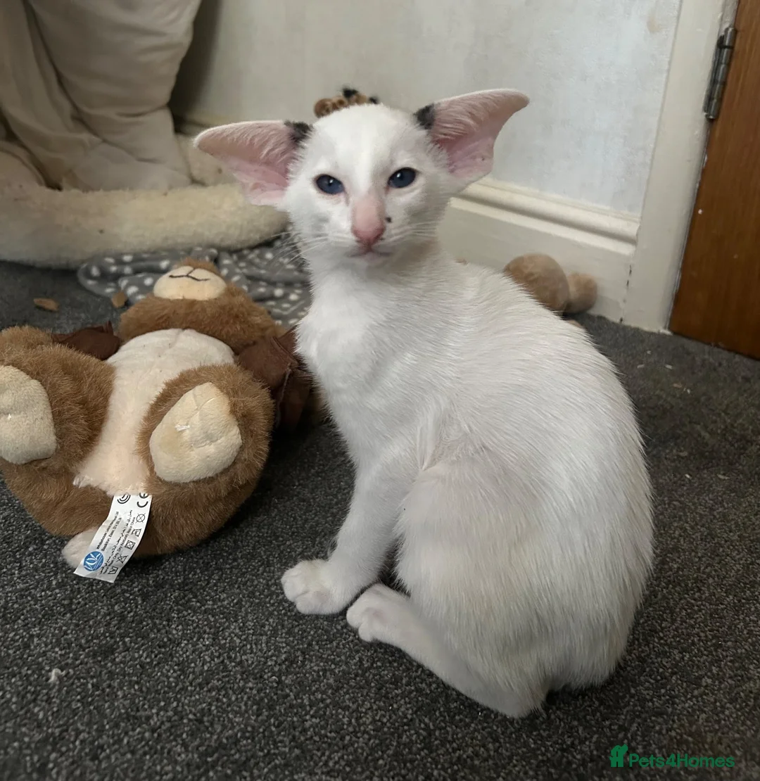 Oriental cats for sale: Bicolour male kitten - Advert 1