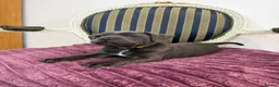 Staffordshire Bull Terrier dogs for sale: Premium RKC Staffordshire Bull Terrier Puppies 3 in Peterborough - Advert 16