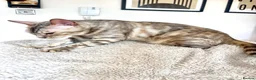 Bengal cats for sale: Beautiful Bengal girls  - Advert 5