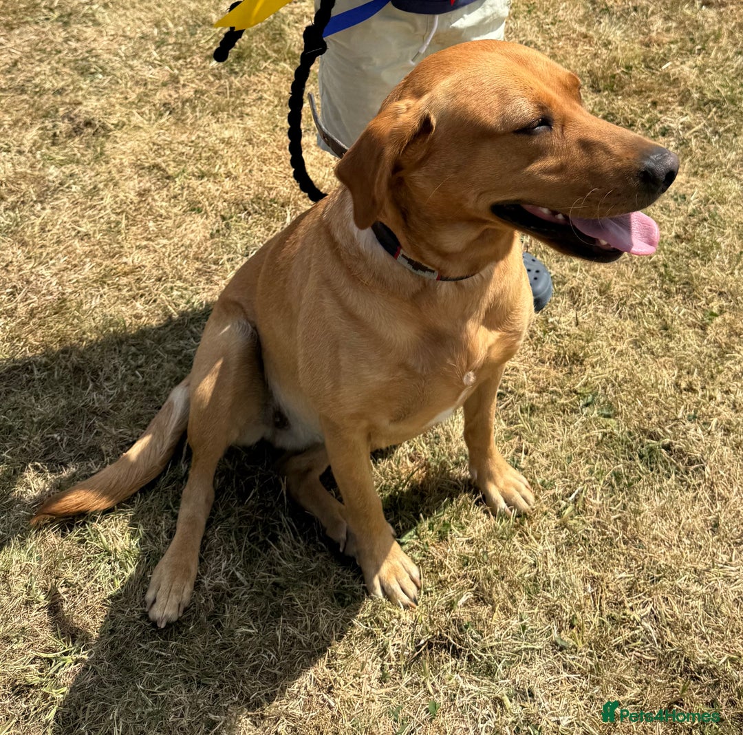 Labrador Retriever dogs for sale: Mixed Yellow and Red Labrador Puppies - Advert 2