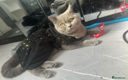British Shorthair cats for sale: British short hair cross kittens for sale - Image 5