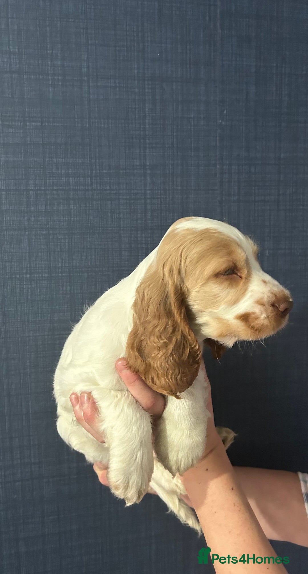 Cocker Spaniel dogs for sale: Gorgeous show type cocker spaniel  - Image 8