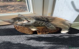 Mixed Breed cats for sale: Beautiful kittens!!!!! READY NOW!!! - Image 26
