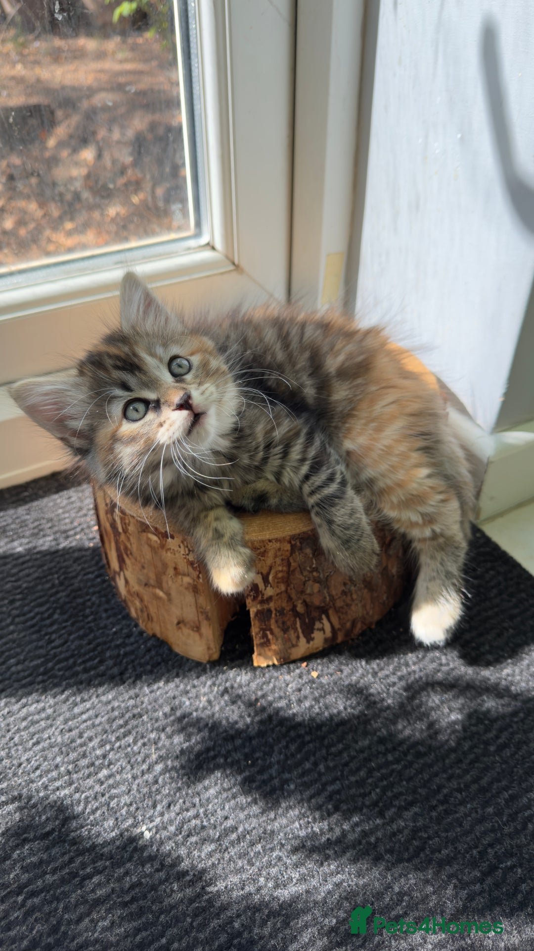 Mixed Breed cats for sale: Beautiful kittens!!!!! READY NOW!!! - Image 26