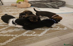 Mixed Breed dogs for sale: Small breed puppies Isle Of Anglesey - Image 1