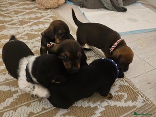 Mixed Breed dogs - Advert 1