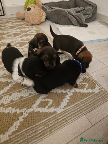 Mixed Breed dogs - Advert 3