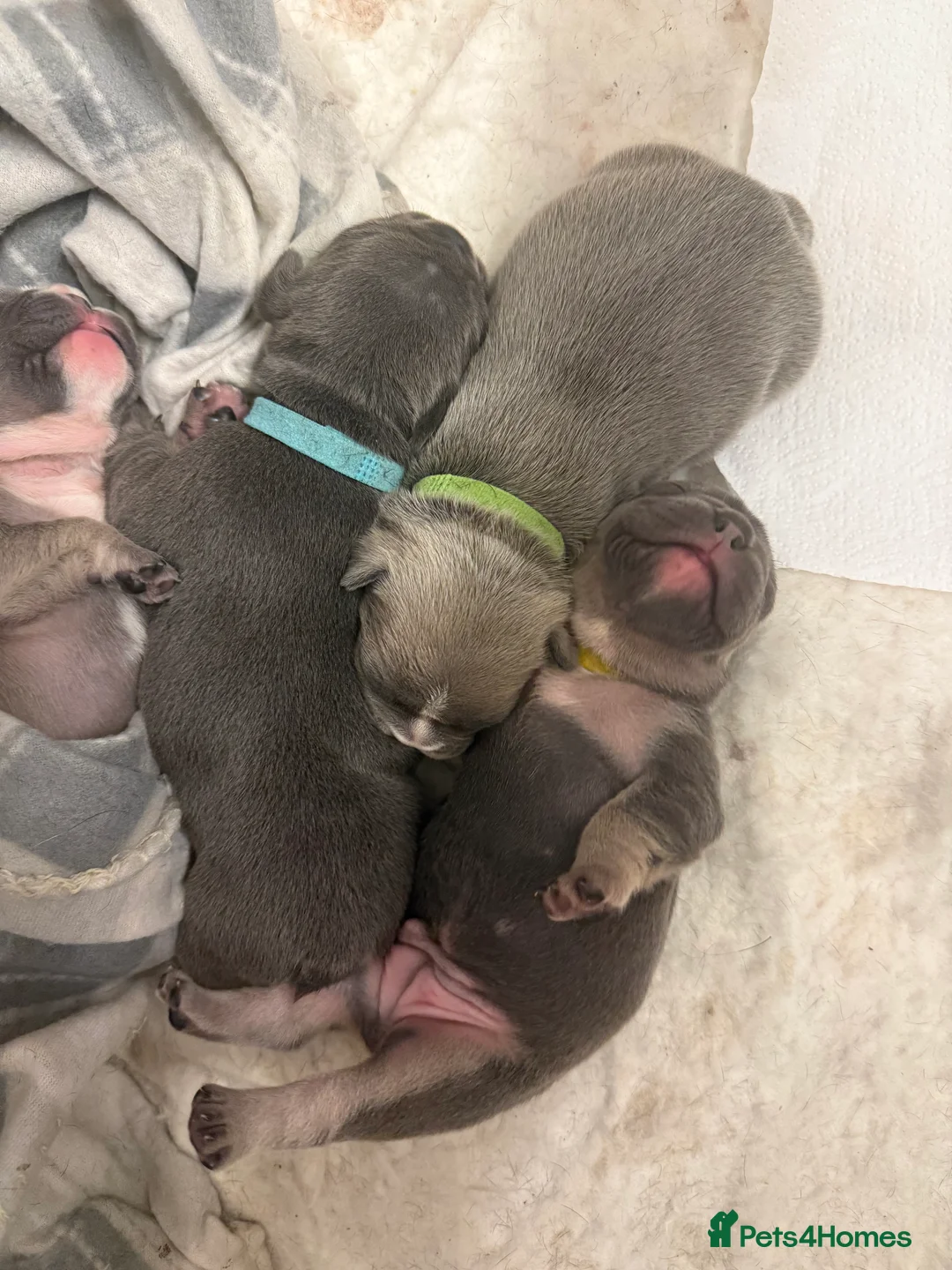 French Bulldog dogs for sale: French bull dog puppies ONLY 2 MALES LEFT - Advert 13