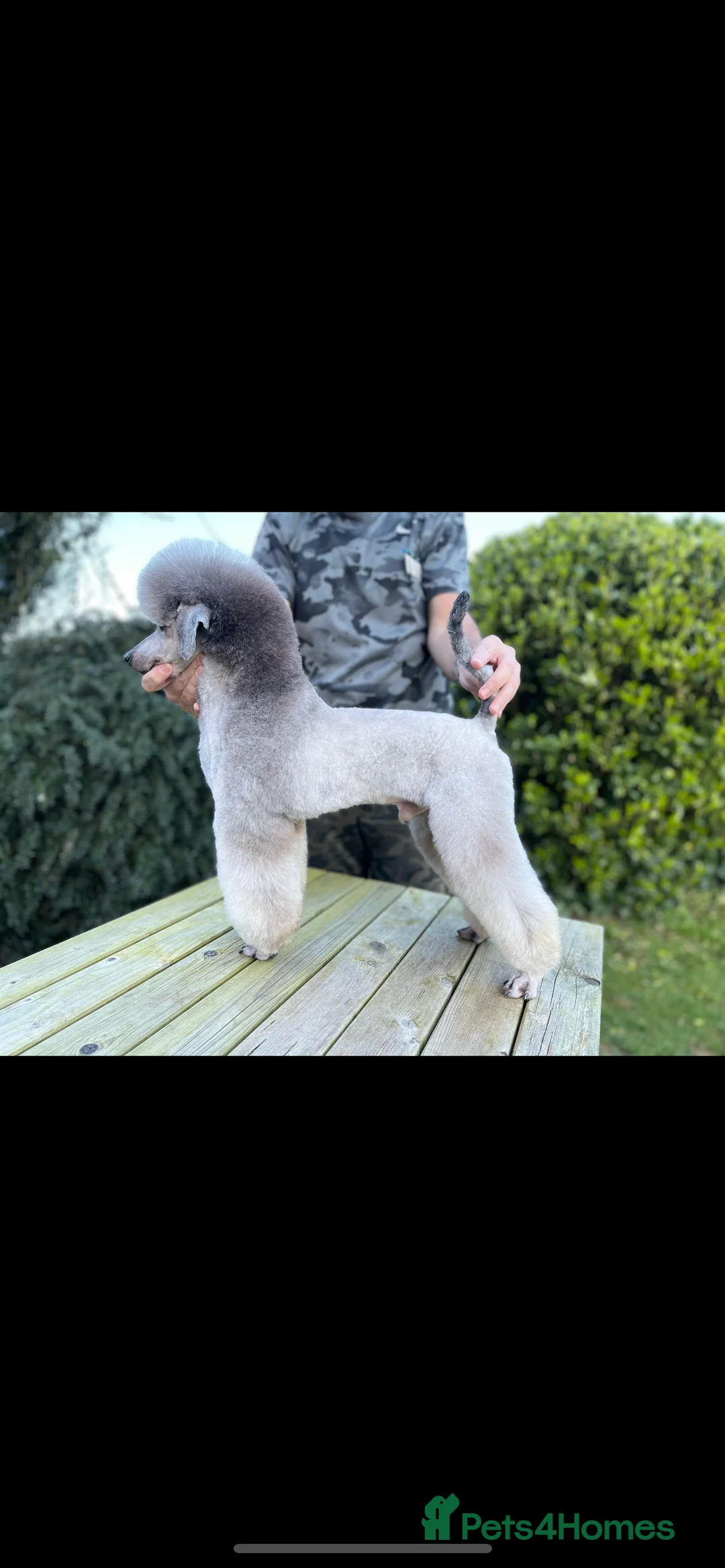 Miniature Poodle dogs for stud: RUSSIAN IMPORTED MINI SILVER POODLE STUD in Wigan - Advert 3