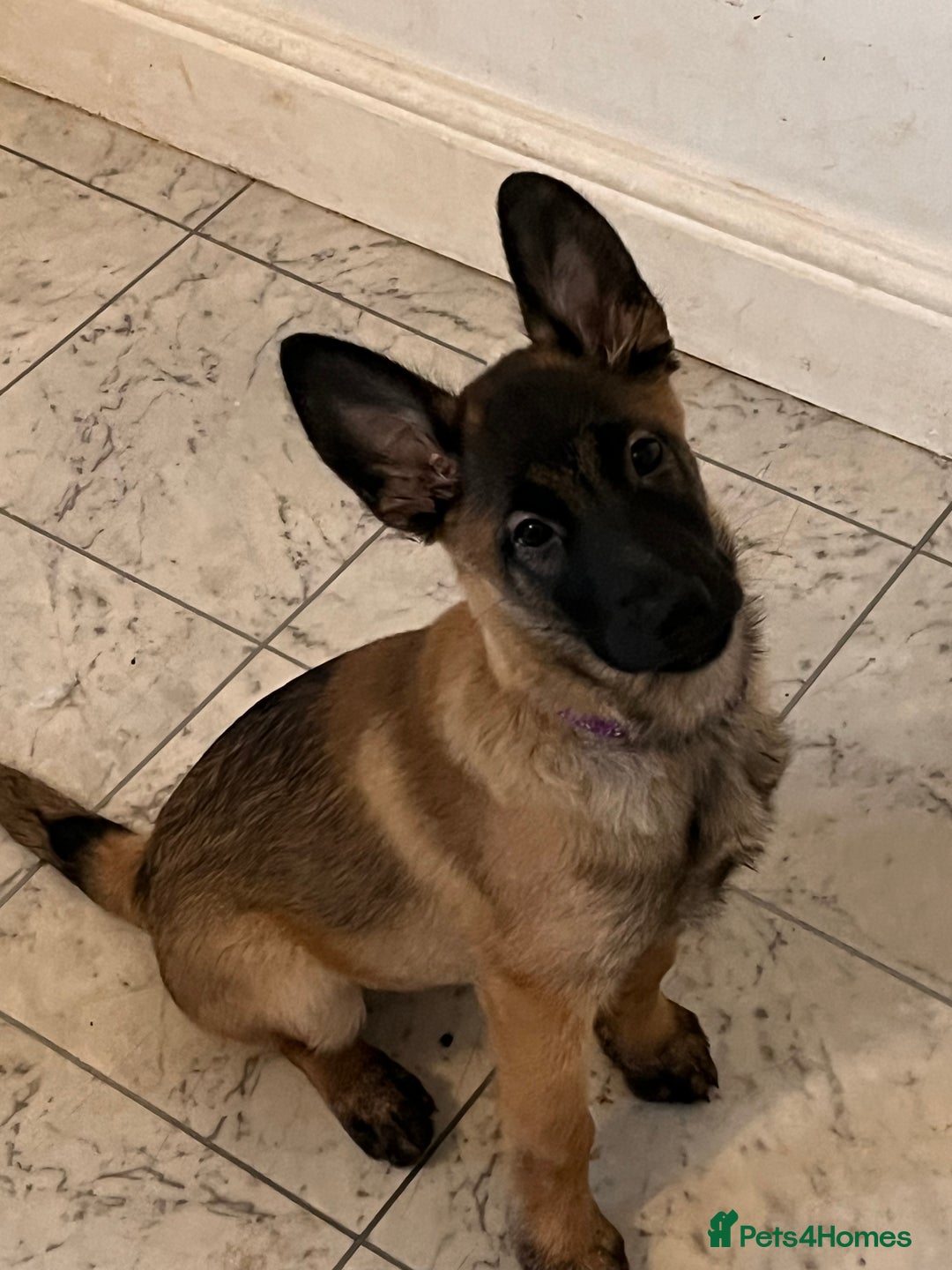 Mixed Breed dogs for sale: Shepinois  - Advert 5