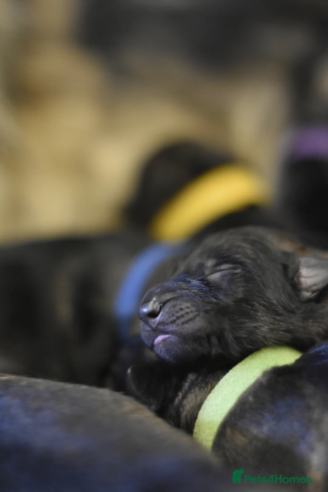 German Shepherd dogs for sale: KC registered 5 generation long coated GSD puppies - Advert 8