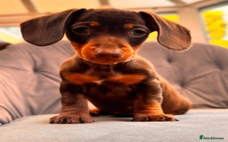Miniature Dachshund dogs for sale: BEAUTIFUL MINI DACHSHUND PUPPIES READY NOW - Image 20