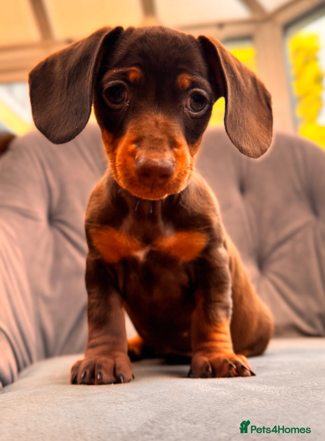 Miniature Dachshund dogs for sale: BEAUTIFUL MINI DACHSHUND PUPPIES READY NOW - Image 20