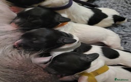 English Springer Spaniel dogs for sale: Beautiful working spaniels for sale - Image 1