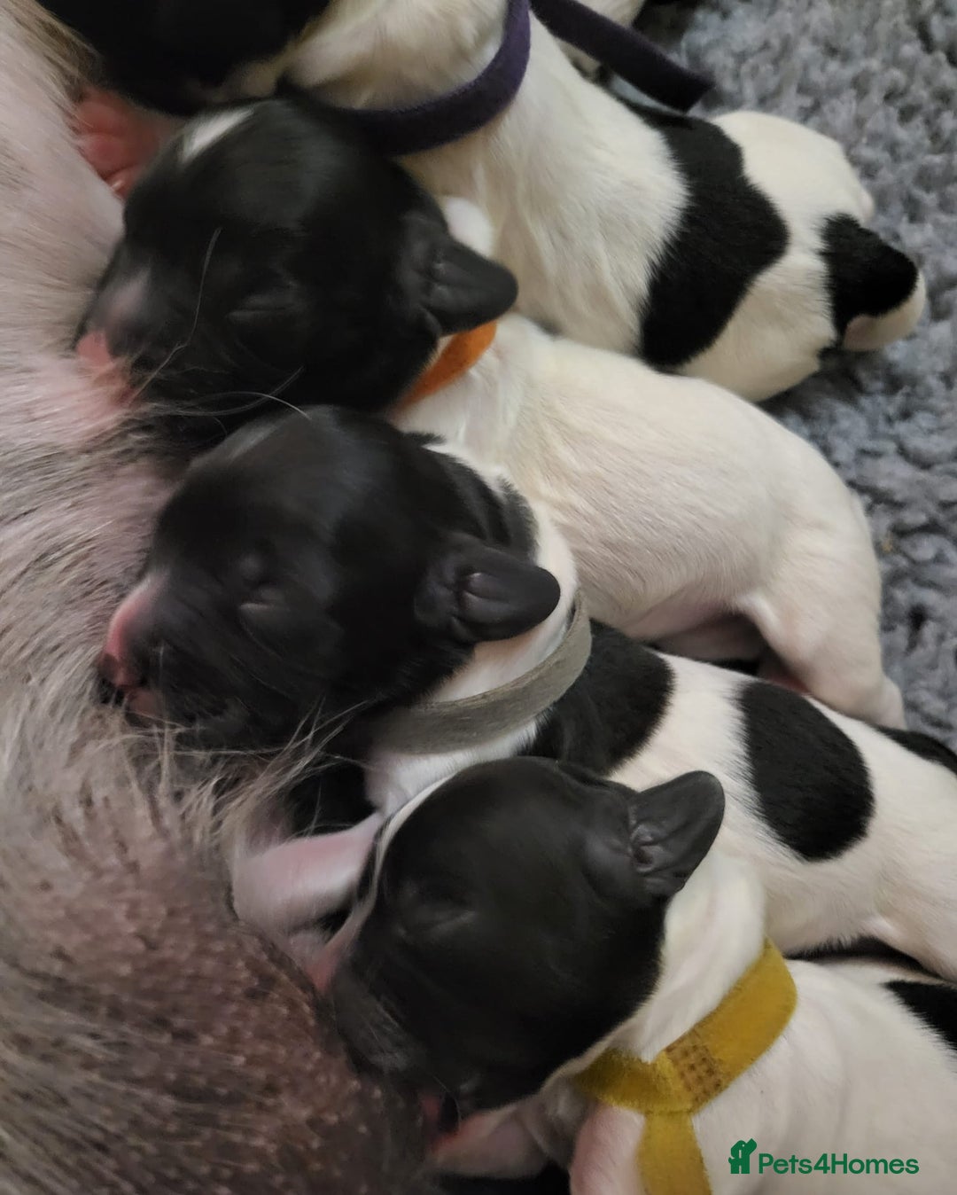 English Springer Spaniel dogs for sale: Beautiful working spaniels for sale - Image 1