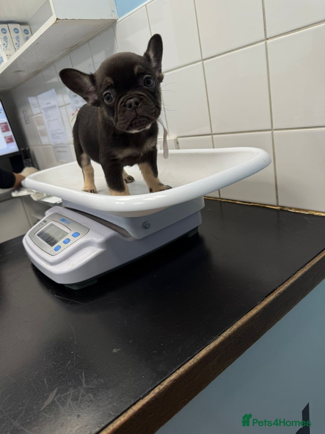 French Bulldog dogs for sale: Pedagree & KC registered French bulldog - Image 7