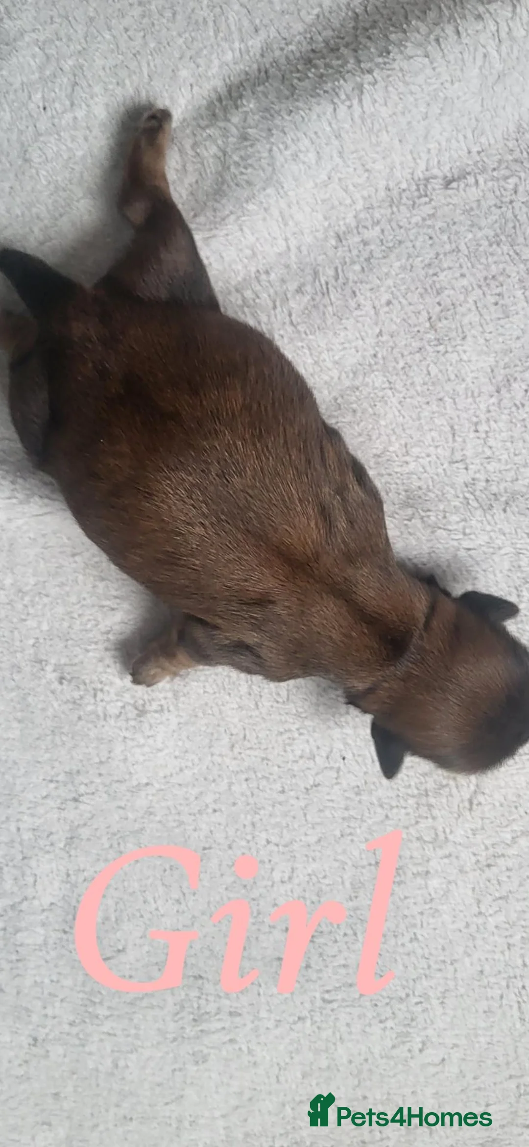 Shih Tzu dogs for sale: 3 day old shih tzu puppys in Treharris - Advert 2