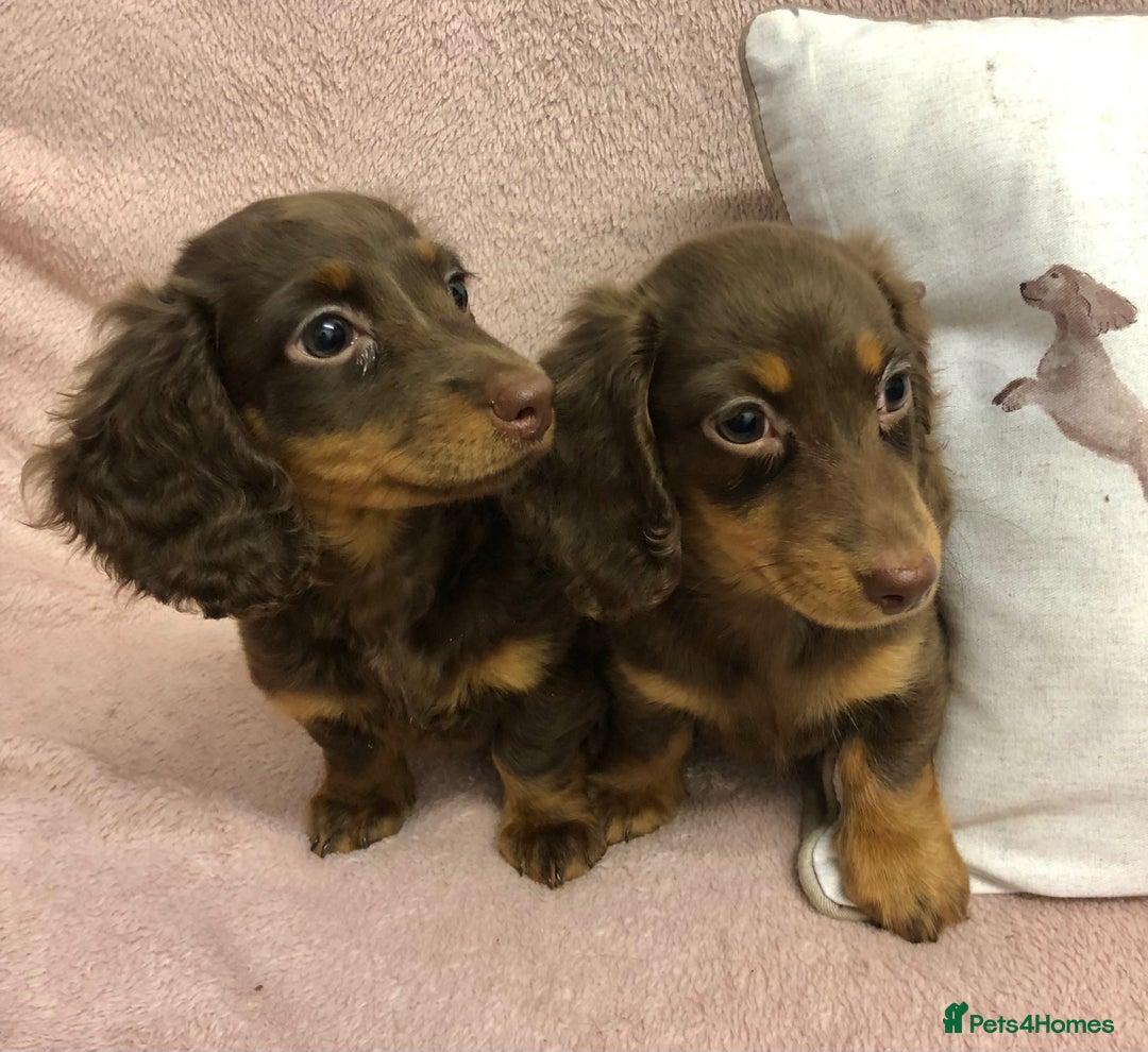 Miniature Dachshund dogs for sale: Miniature longhaired dachshund puppies ready now - Image 2