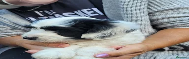 Cockapoo 4