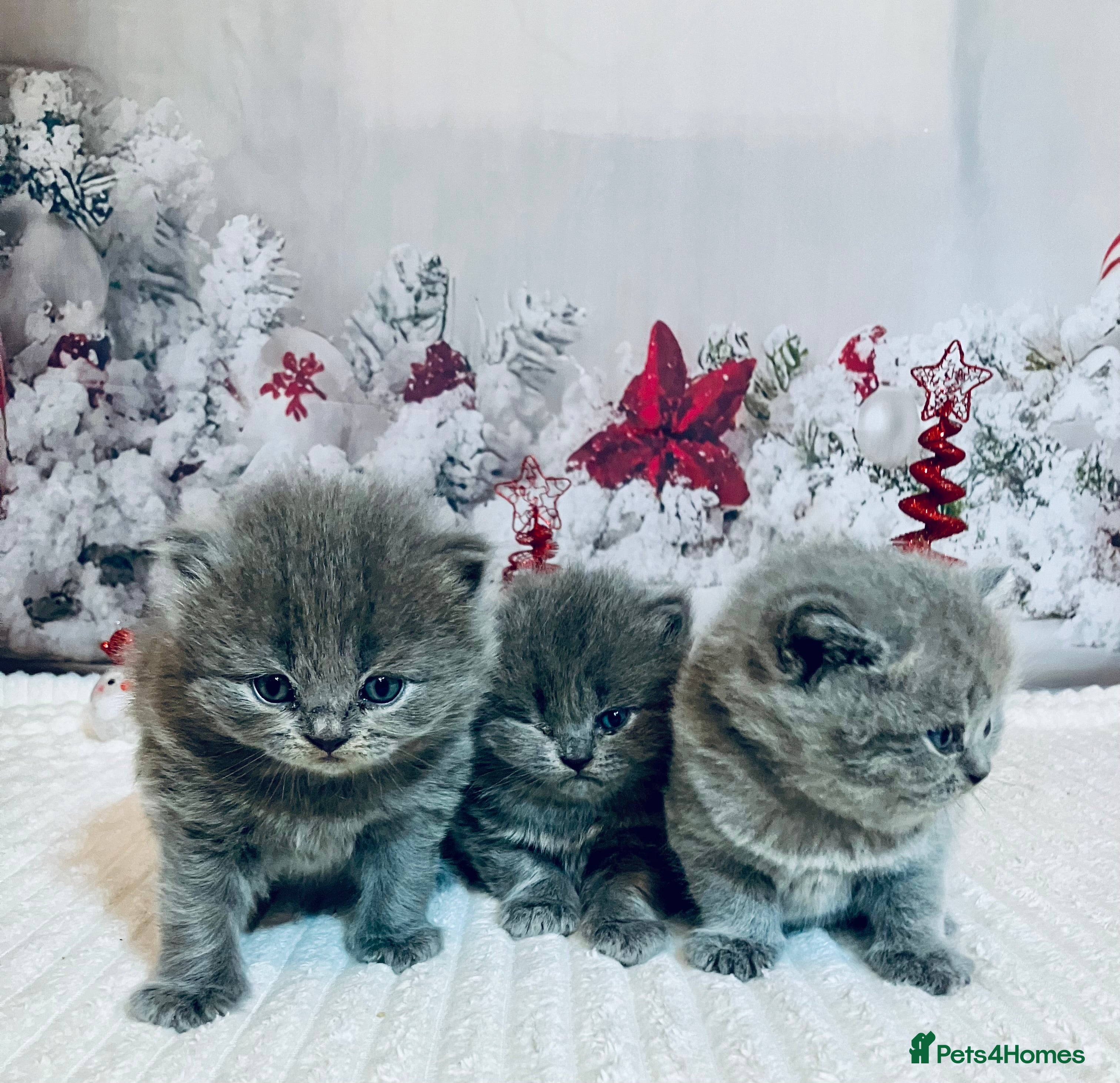 British Shorthair cats 💙❤️ British shorthair 💙❤️ - Advert 14