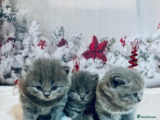 British Shorthair cats 💙❤️ British shorthair 💙❤️ - Advert 14