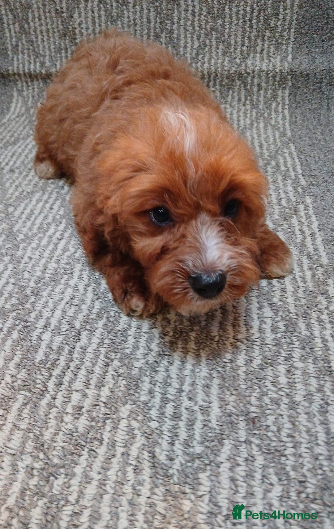 Cavapoo dogs for sale: Red cavapoo pups - Advert 11