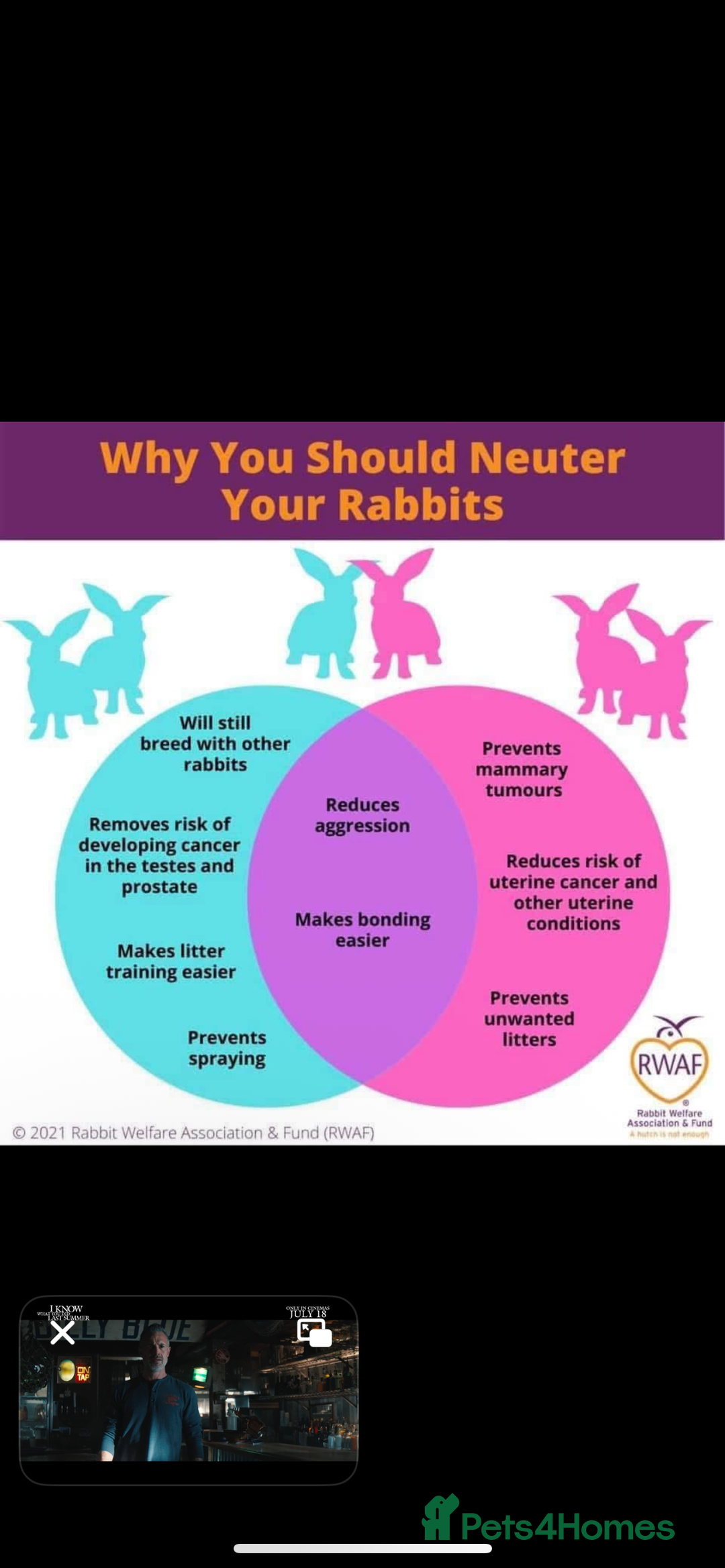 Mini Lop rabbits for sale:  Beautiful mini lop babies - Advert 14