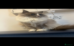 Ragdoll cats for sale: Rag dolls  - Image 2