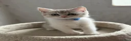 British Shorthair cats for sale: British shorthair kittens - Advert 31
