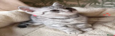 British Shorthair 2