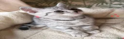 British Shorthair cats for sale: Black Silver Spotted/Tabby British Shorthair  - Advert 6
