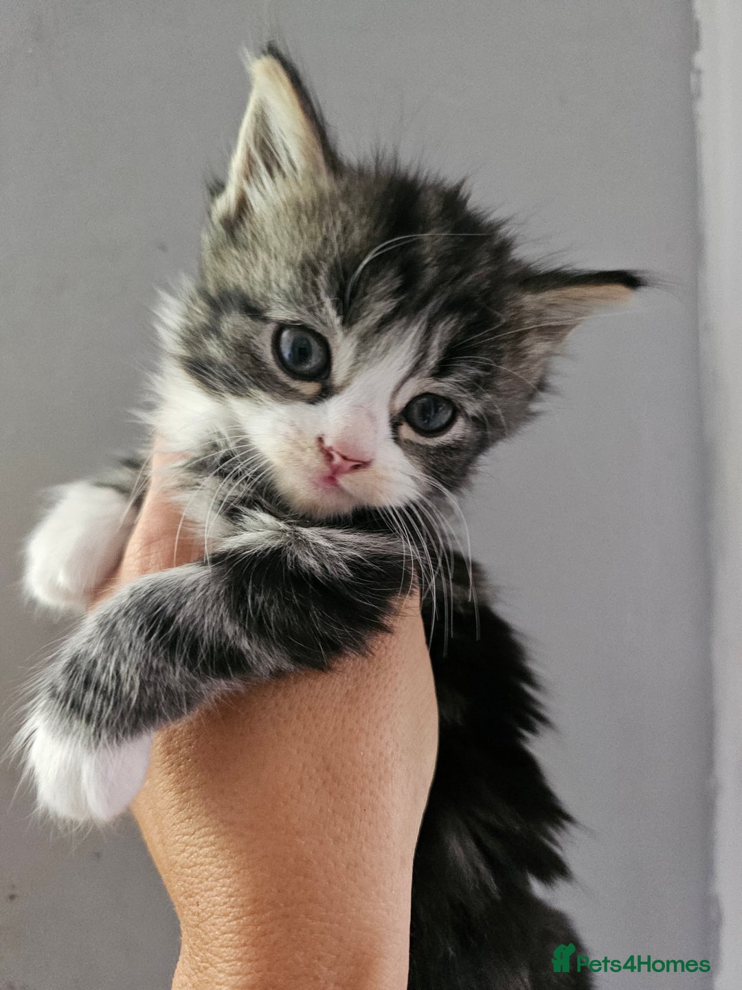 Mixed Breed cats for sale: Gorgeous fluffy kittens.READY NOW - Image 2