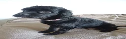 Cavapoo dogs for sale: Gorgeous cavapoo multicolours - Advert 7