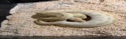 Python Snake reptiles for sale: Royal pythons  - Advert 20