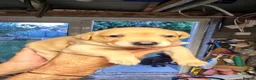 Labrador Retriever dogs for sale: FTCH Sired Labrador Puppies - Advert 12