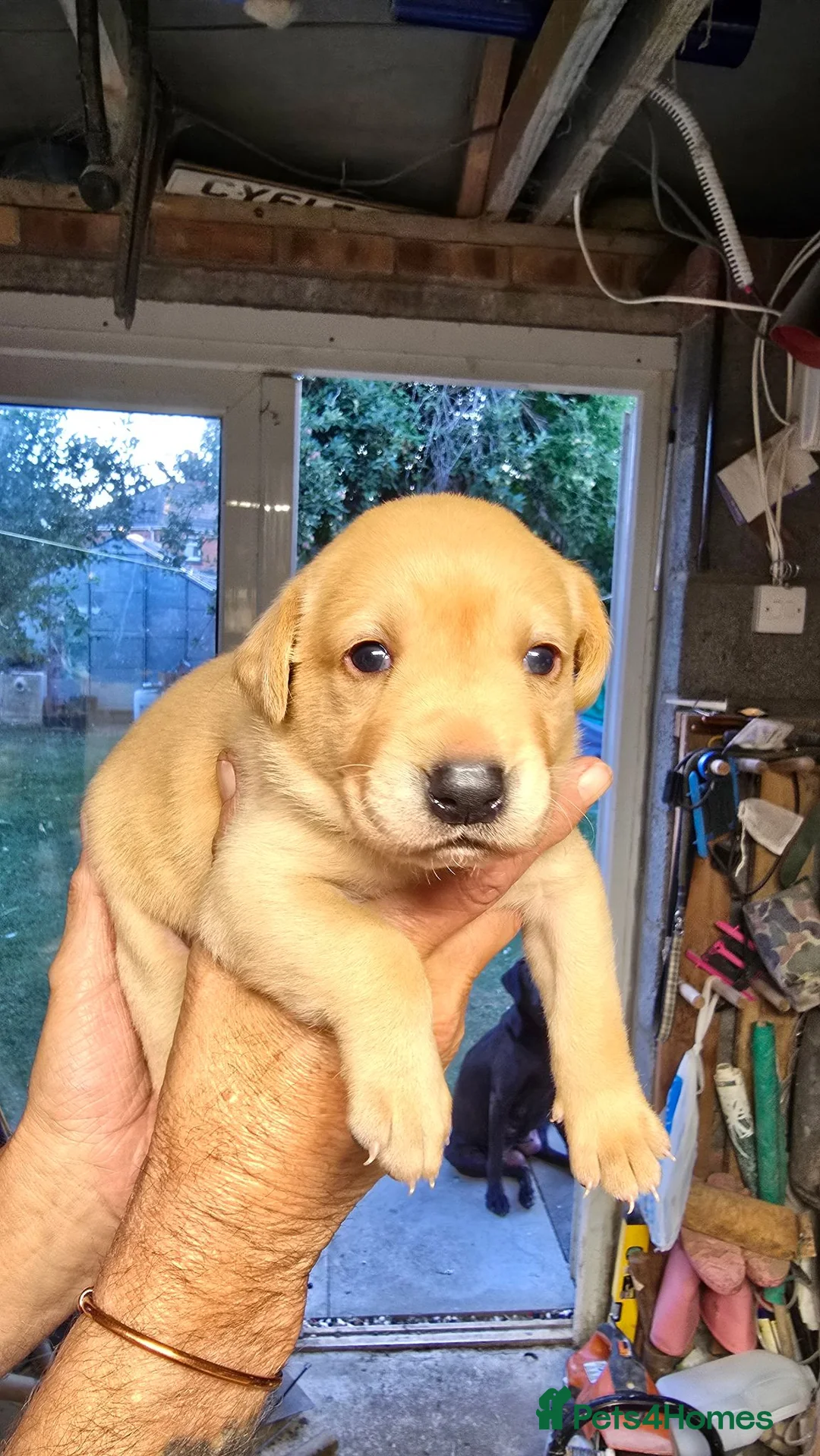 Labrador Retriever dogs for sale: FTCH Sired Labrador Puppies - Advert 12