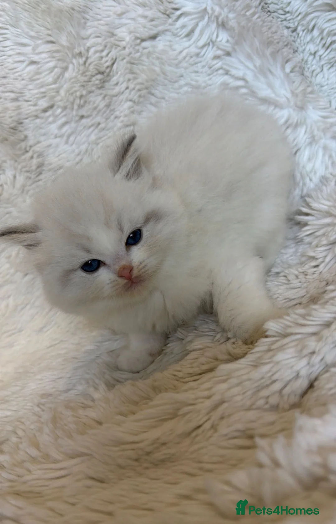 Ragdoll cats for sale: Blue Bi-Colour Lynx (European) - Advert 1