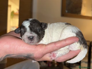 Lhasapoo dogs Only 4 stunning lhasapoo - Advert 4