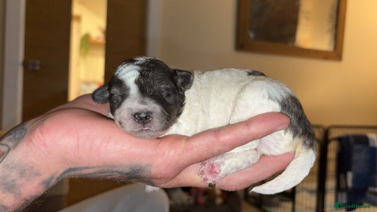 Lhasapoo dogs Only 4 stunning lhasapoo - Advert 14