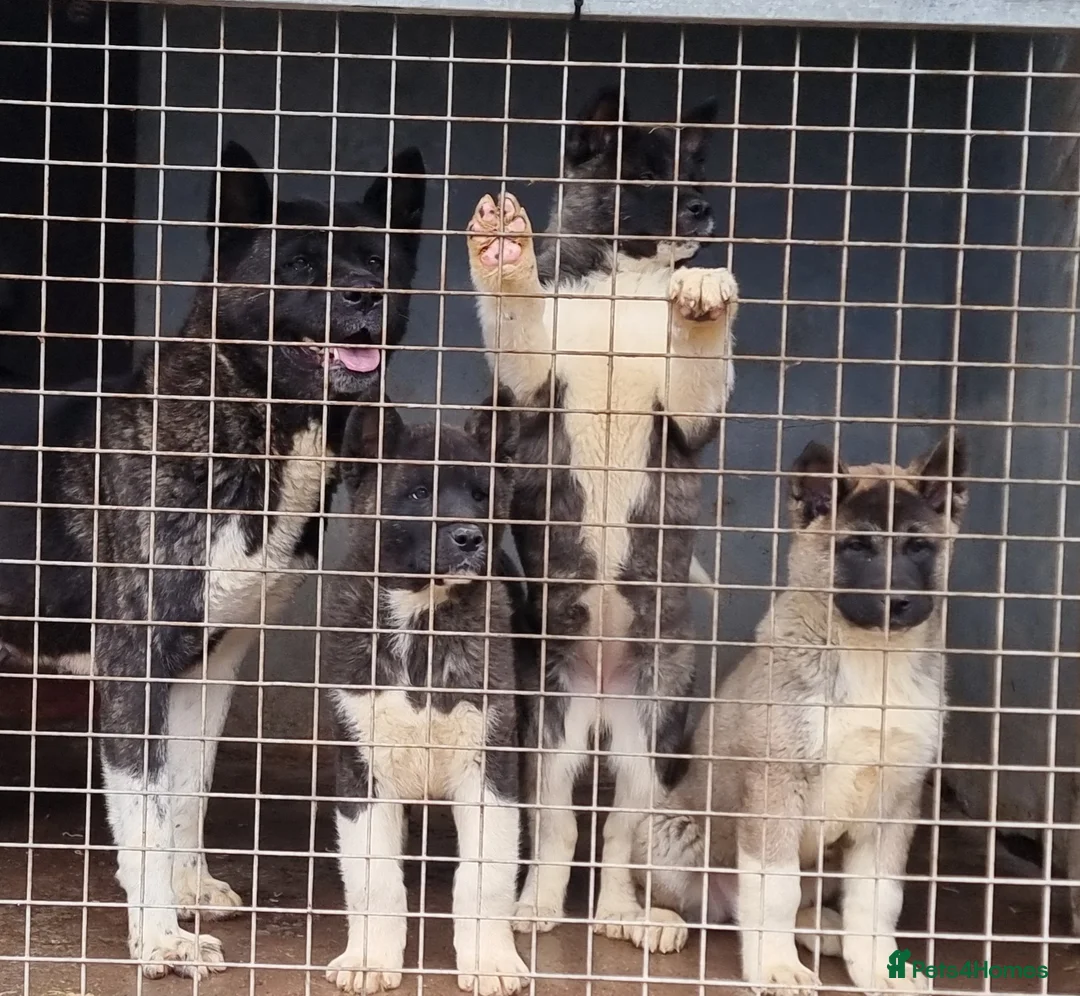 Akita dogs for sale: Kc Registered American Akita Puppies Ready - Advert 8